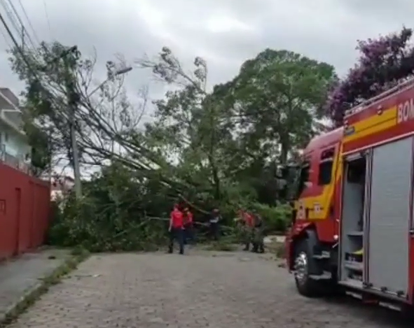 Árvore cai no Altântico Rua Evaldo Schaefer