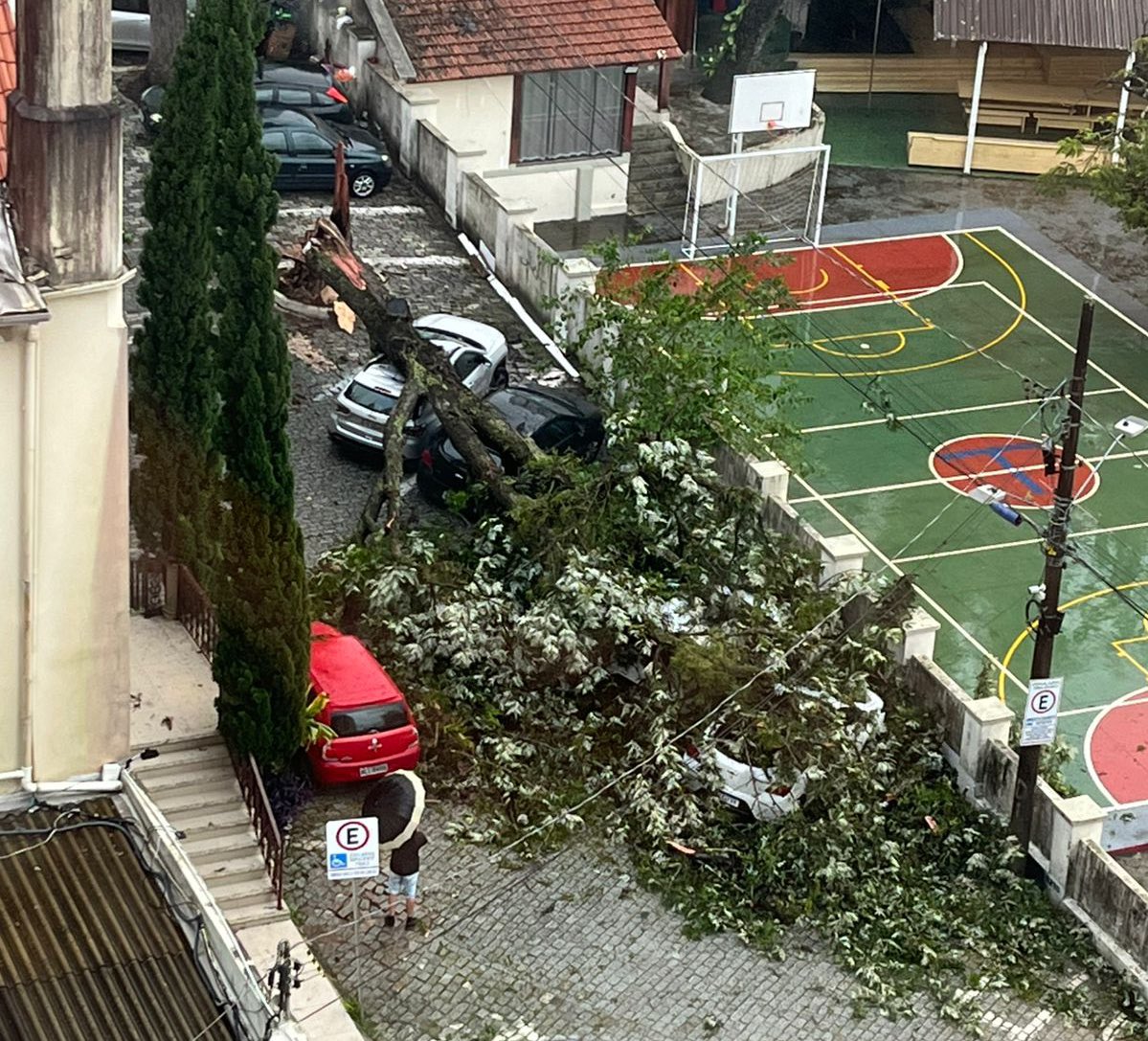 queda de uma grande árvore atingiu