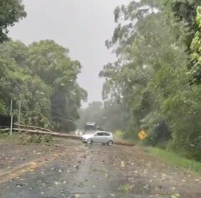 árvore caiu sobre a pista br-470