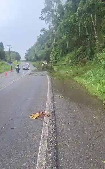 Queda de árvores blumenau