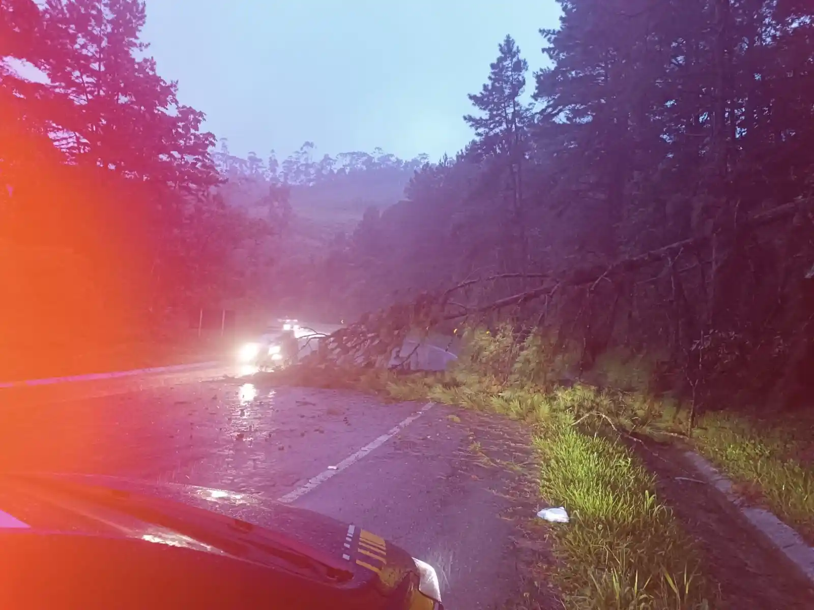 devido a uma queda de árvore