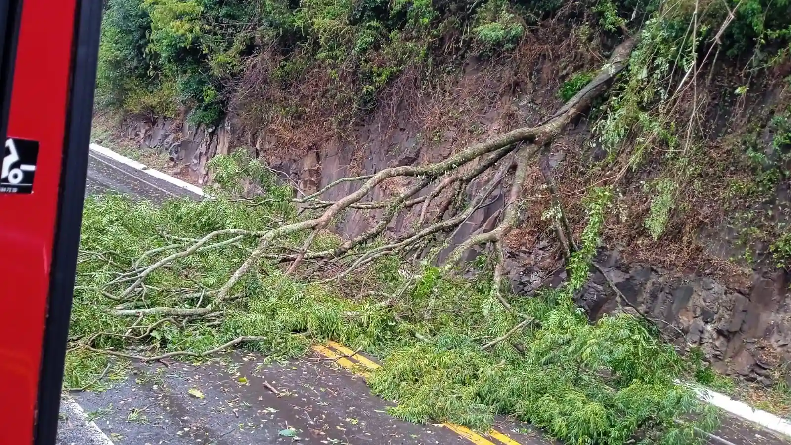 queda de uma árvore sobre a pista