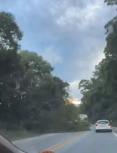 uma árvore caiu sobre a br-282